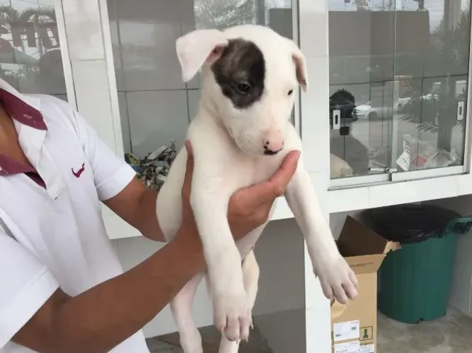 Bull Terrier Fêmea Exclusiva com Saúde Garantida e Pedigree