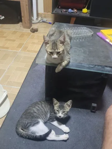 Doação de gatinhos