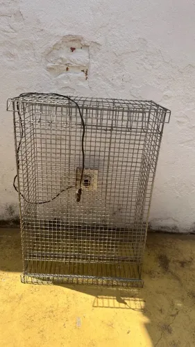 Galinheiro para pintinhos