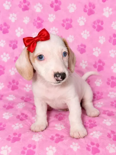 Vende-se Basset