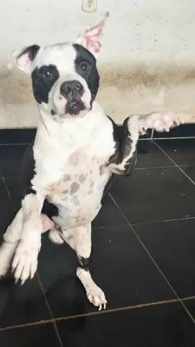 Doação Pitbull 