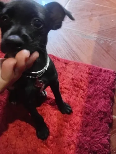 Filhote pinscher 3 meses 