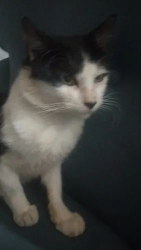 Gato angora da Turquia 