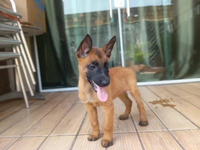 Pastor belga malinois macho 