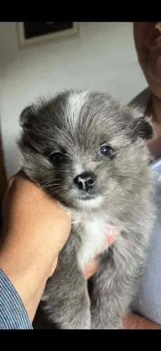 Lindo machinho spitz alemão brumerlim, vacinado e vermifugado