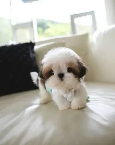 Shihtzu Filhotes