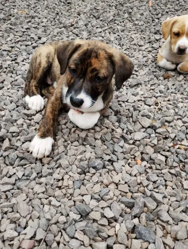 ? FILHOTES PARA ADOÇÃO RESPONSÁVEL! ?