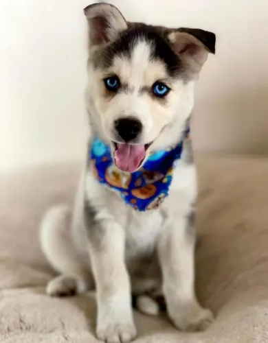 Husky Siberiano Presença que inspira confiança