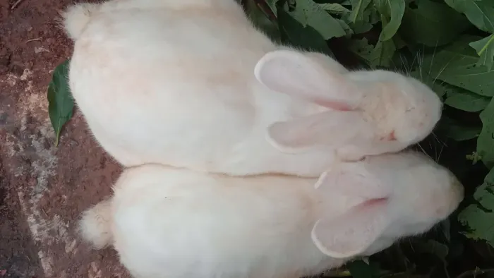 Coelhos gigante de Flandres os 3 por 400,reais