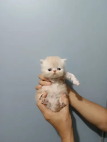 Filhotes de gato persa