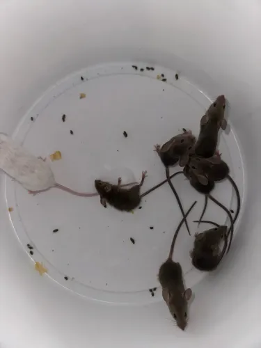 Rato doméstico camudongo