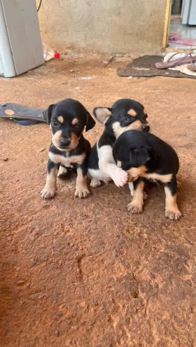 Doação de filhotes pequeno porte