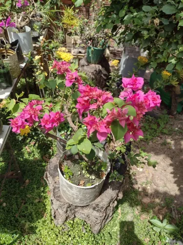 Buganville/Primavera
