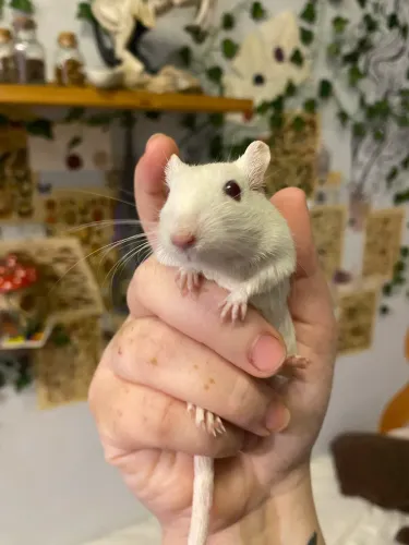 Dupla de Gerbil fêmea (As duas juntas)