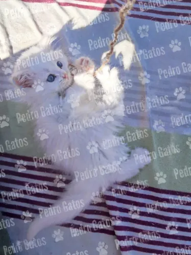 Angora turco gatil registrado