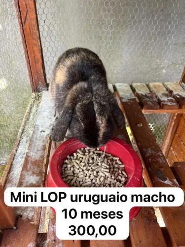 Coelhos adultos