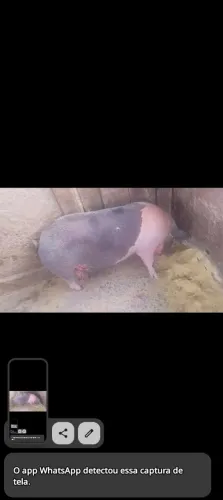 Porca prenha