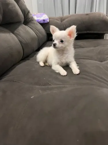 Chihuahua fêmea 