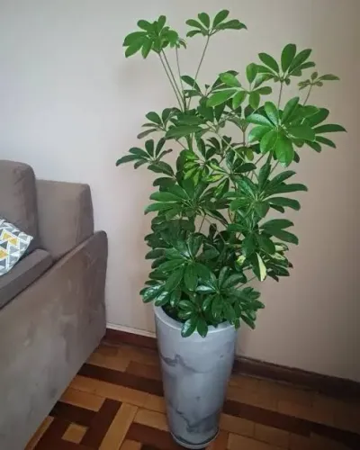 Cheflera verde muda linda 