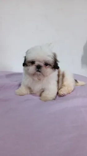 Shih tzu macho perfeito bem pequeno