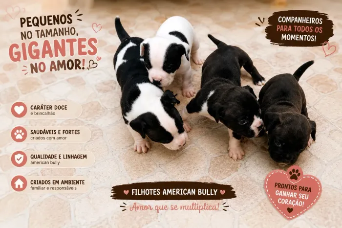 **** PROMOÇÃO **** Filhotes de American Bully Disponíveis