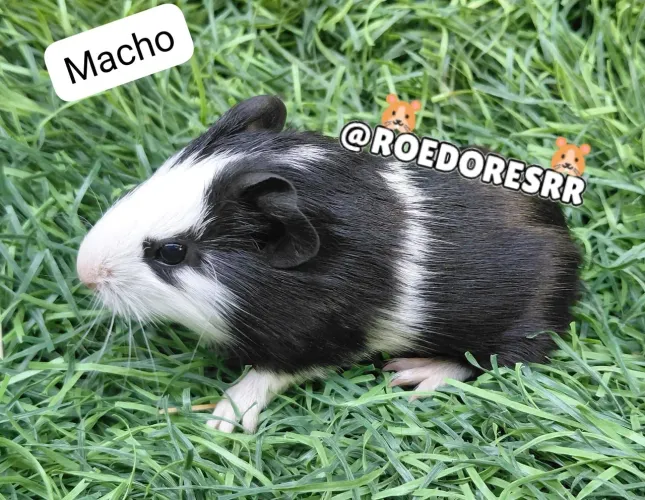 Porquinhos da india *92