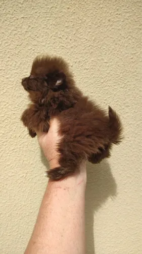Lulu pomerania menino chocolate 