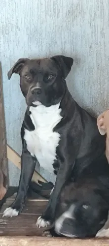 Doação American Staffordshire 