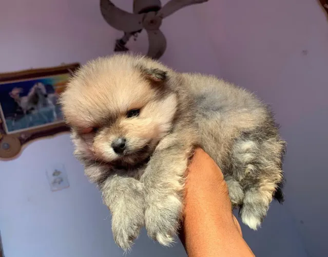  Spitz alemão Lulu