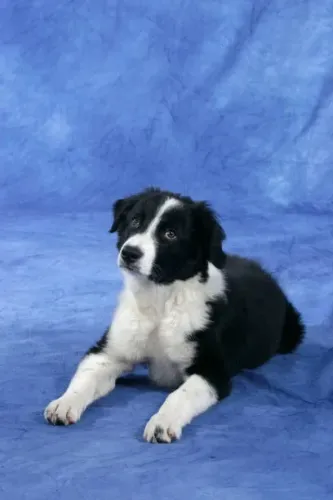 O Parceiro Ideal Filhote de Border Collie
