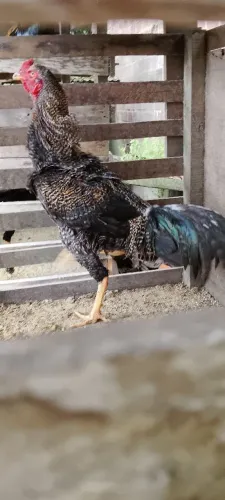 Frango Pedrez