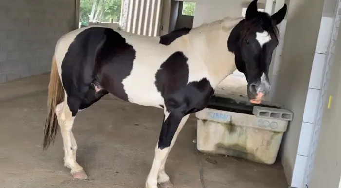 Cavalo