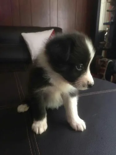 Filhotes de Border Collie | Patinhas que fazem sorrir!