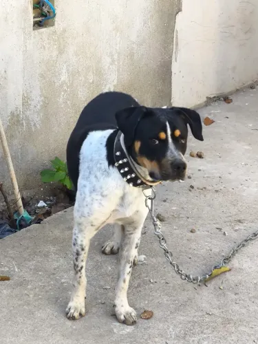 Doa-se Cão Bravo