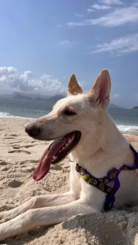 Doação - Cachorro