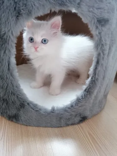 Angora bebes