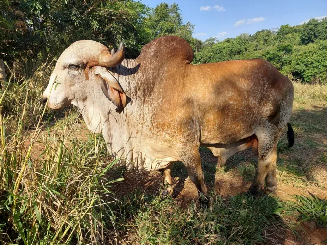 Touro Gir Leiteiro