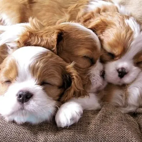 Carinhosos Filhotes de cavalier king Charles