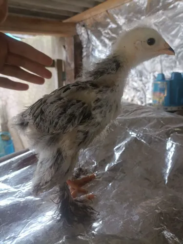 Vende-se PINTINHOS BRAHMAS