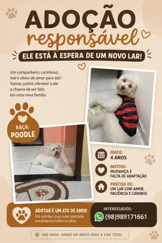 Doação cachorro Poodle