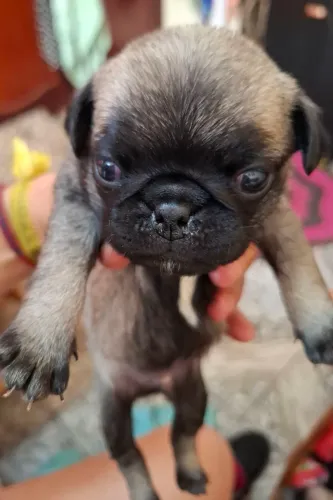 Pugs macho com 33 dias