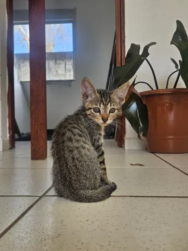 Filhote de Gato