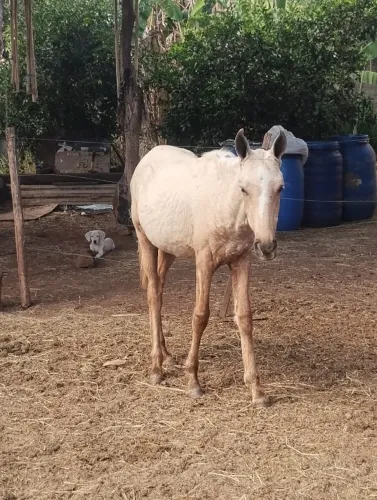 Potra baía amarilho