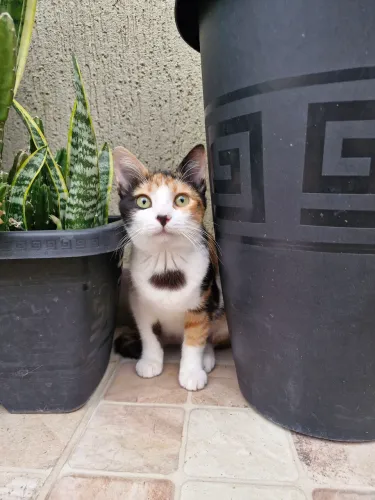 Gatinha para adoção