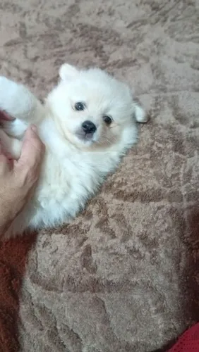 Spitz alemão machinho