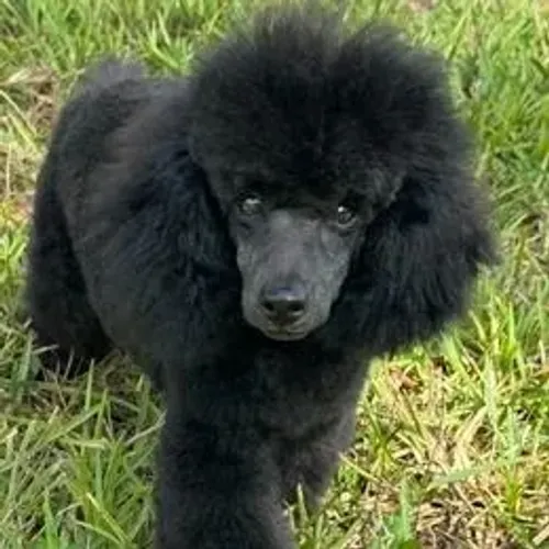 Poodle,Poodle Filhote Pronto para Novo Lar com Muito Carinho e Elegância