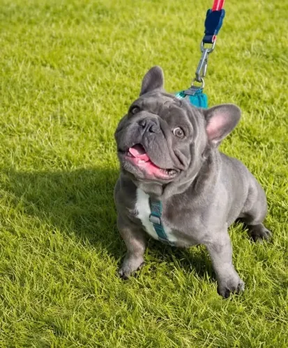 BULLDOG BLUE