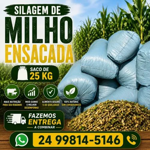 Silagem de milho