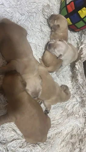 Filhotes de Golden Retriever 