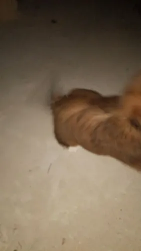 Doação de cachorro